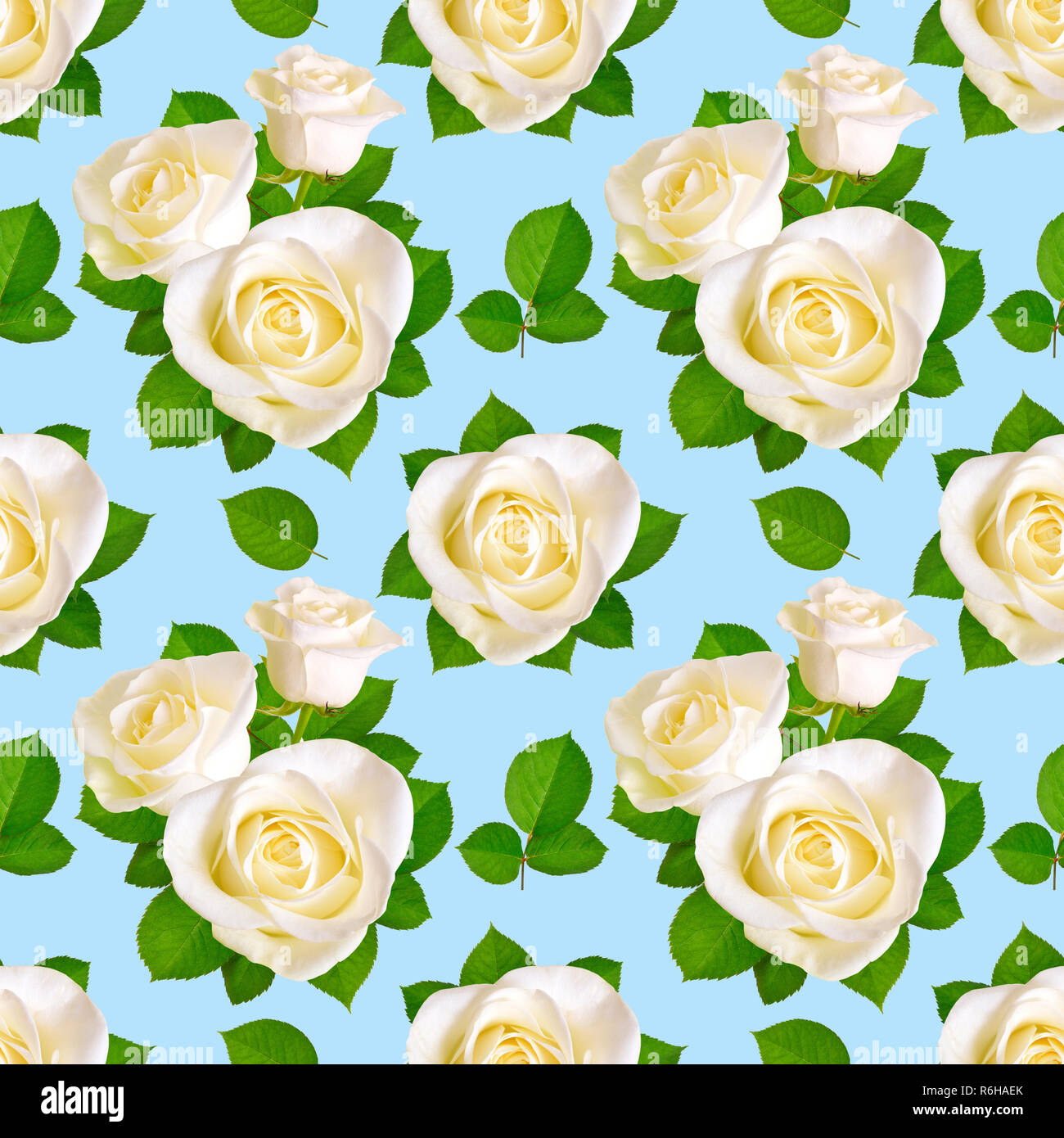Seamless background with white roses on blue background Stock Photo - Alamy