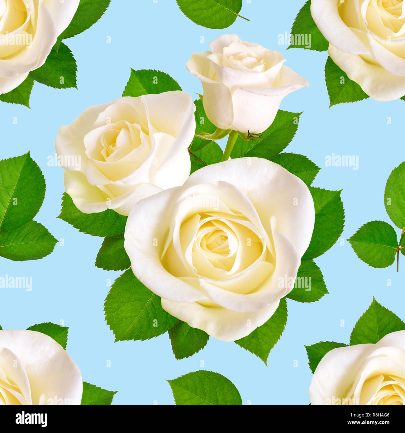 Seamless background with white roses on blue background Stock Photo - Alamy