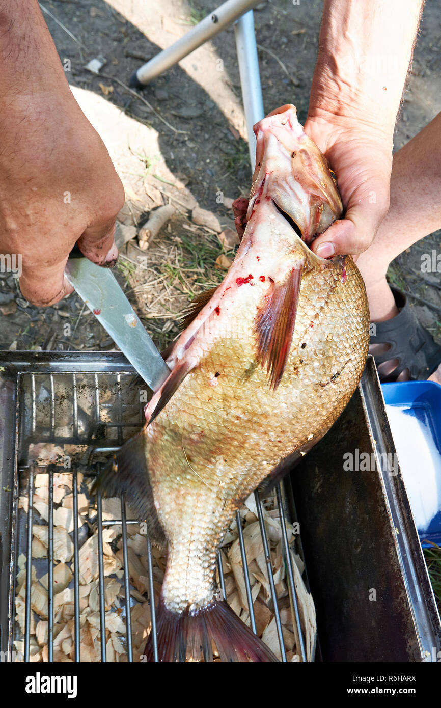 Preparing bream fish for hot food smoked. Removal of the viscera of fish Stock Photo