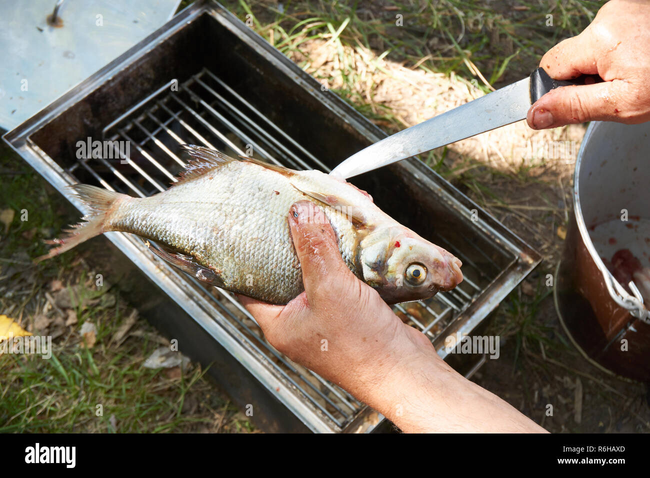 Preparing bream fish for hot food smoked. Removal of the viscera of fish Stock Photo