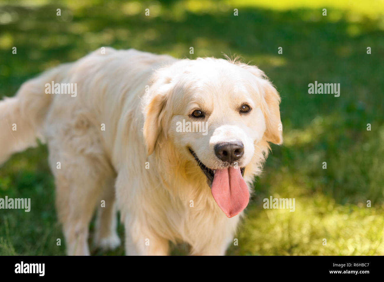 Close up mature golden grass hi-res stock photography and images - Alamy