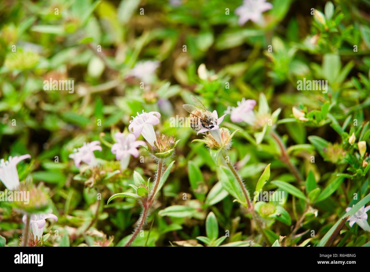 Bee collecting nectar from flowers. Stock Photo