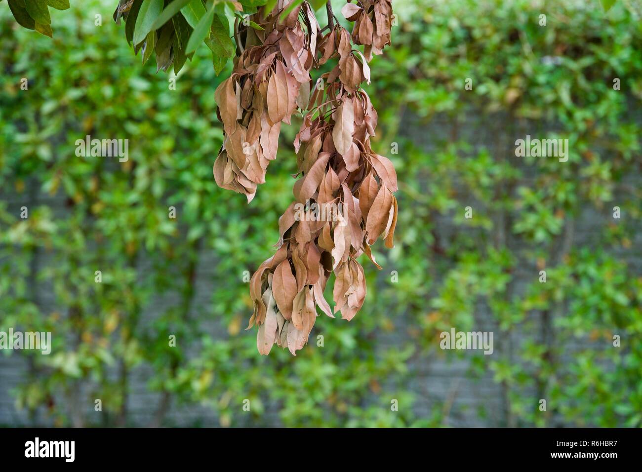 Dead brown leafs in fall season. Stock Photo