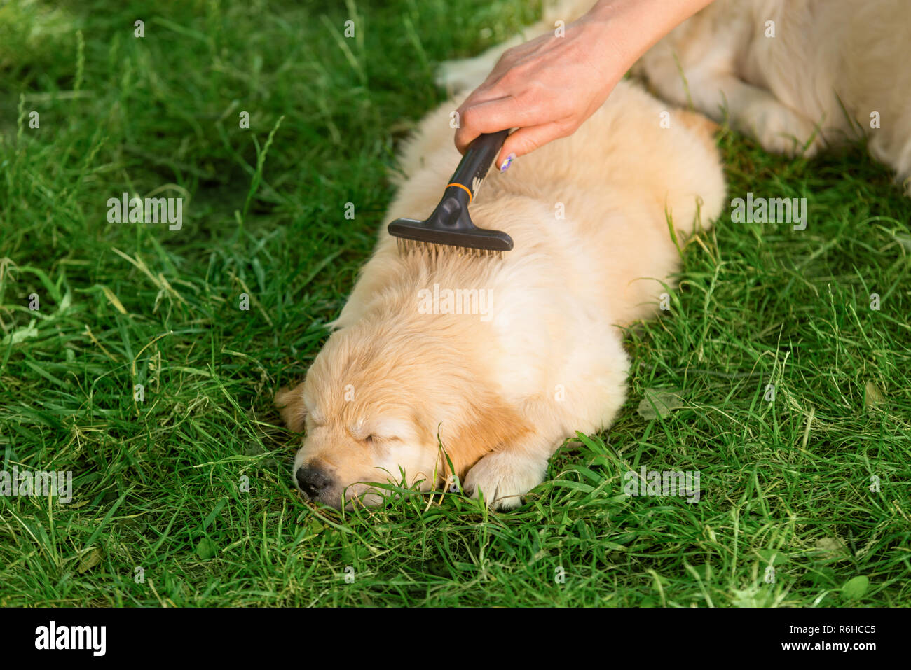 Taking care of dog's fur Stock Photo Alamy