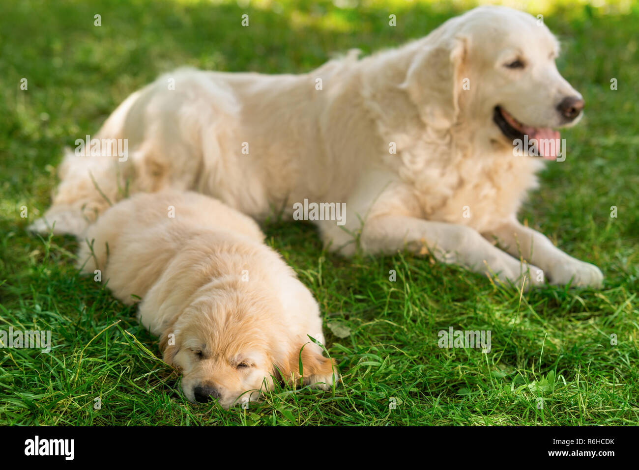 Dog mother and its puppy Stock Photo - Alamy