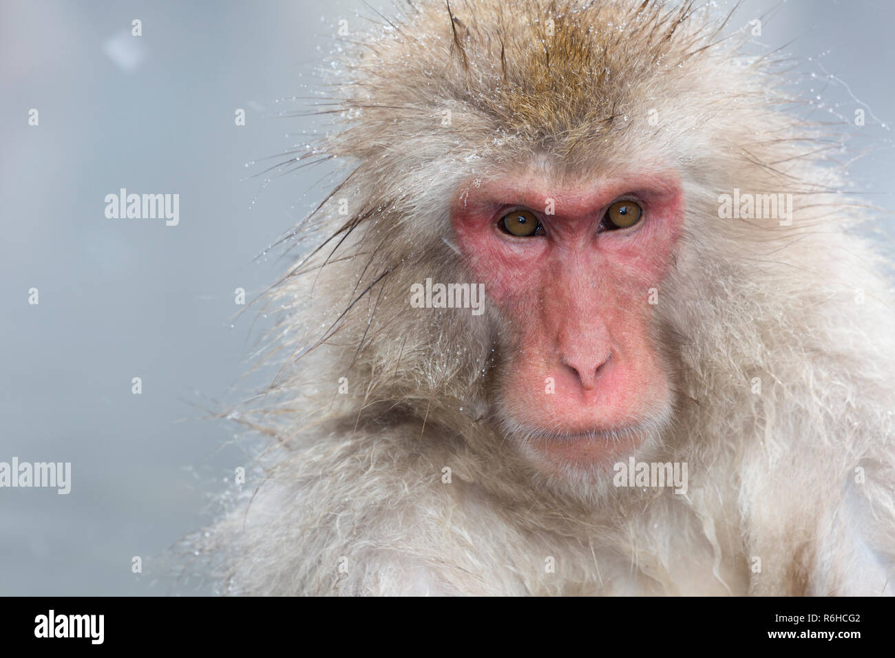Snow Monkey or Japanese macaque portrait during winter in Nagano Japan Stock Photo
