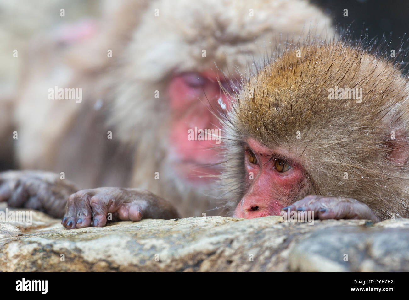 Snow Monkey or Japanese macaque during winter in Nagano Japan Stock Photo