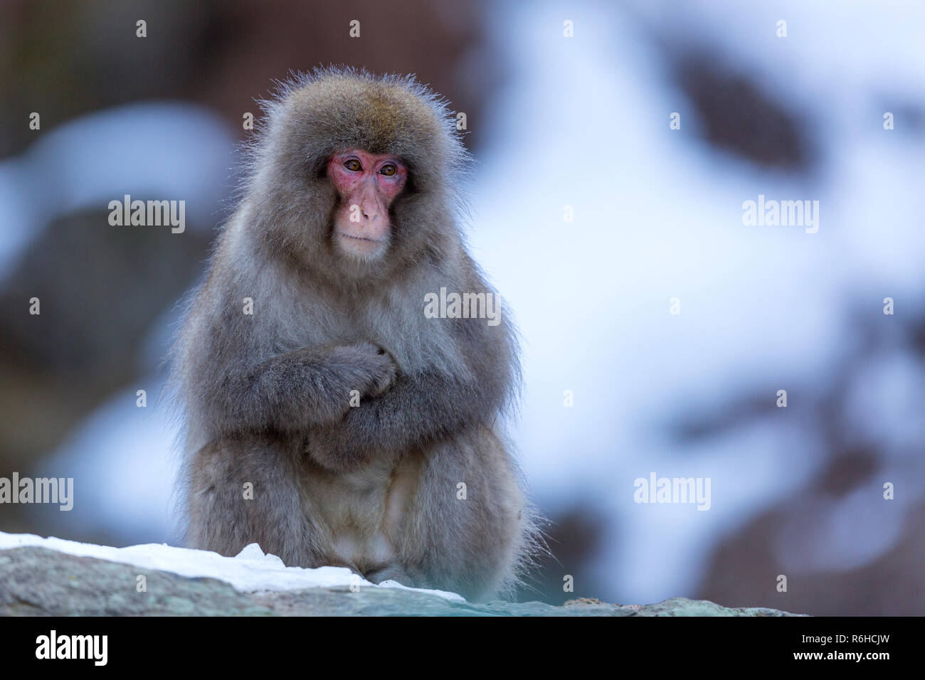 Snow Monkey or Japanese macaque during winter in Nagano Japan Stock Photo