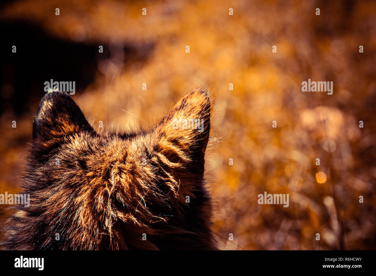 Hairy cat ears from behind looking at the soil of the autumnal color