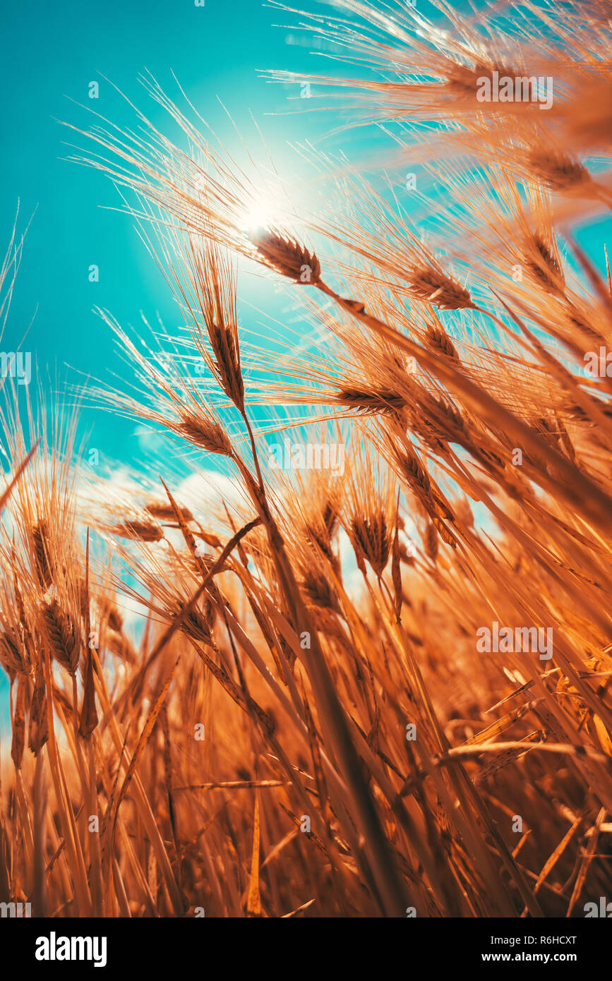 VErtical shot of barley crops growing high up to the sunny sky, low angle view Stock Photo
