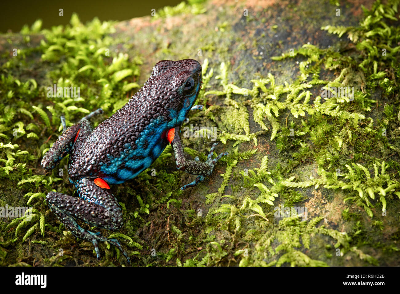 poisonous dart frog, Ameerega ingeri a dendrobatidae amphibian from the tropical Amazon rain forest in Colombia. Poisonous animal. Stock Photo