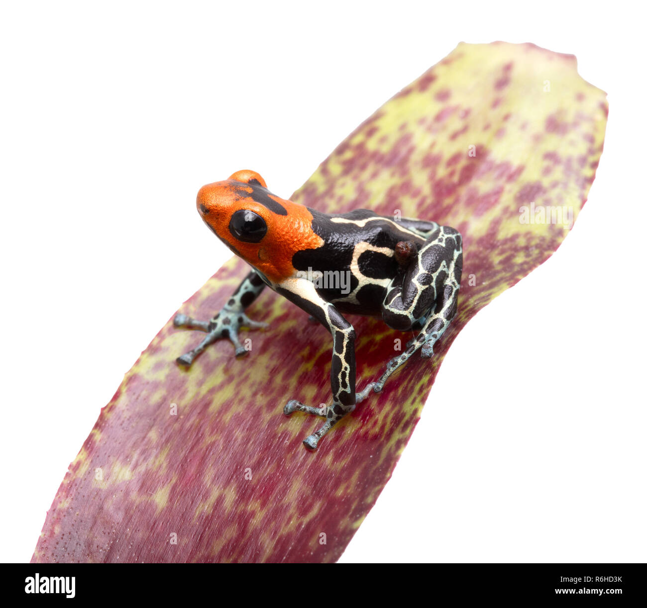 Fantastic red headed poison dart frog, Ranitomeya fantastica Caynarichi. This tropical frog lives in the Amazon rain forest of Peru. Animal isolated o Stock Photo