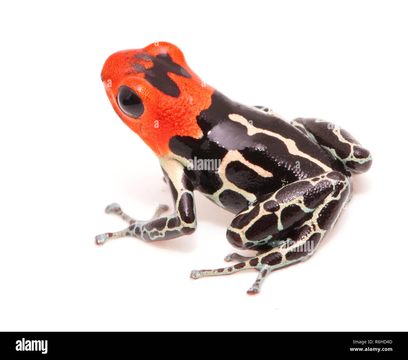 Red headed poison dart or arrow frog, Ranitomeya fantastica. A beautiful small poisonous animal from the Amazon rain forest in Peru. Isolated on white Stock Photo