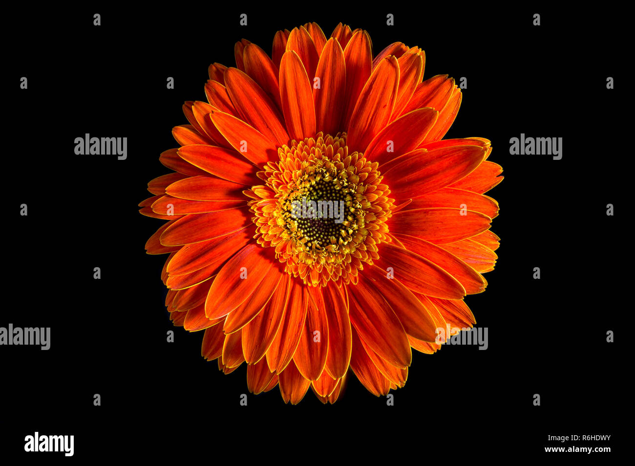 orange colour daisy gerbera Stock Photo