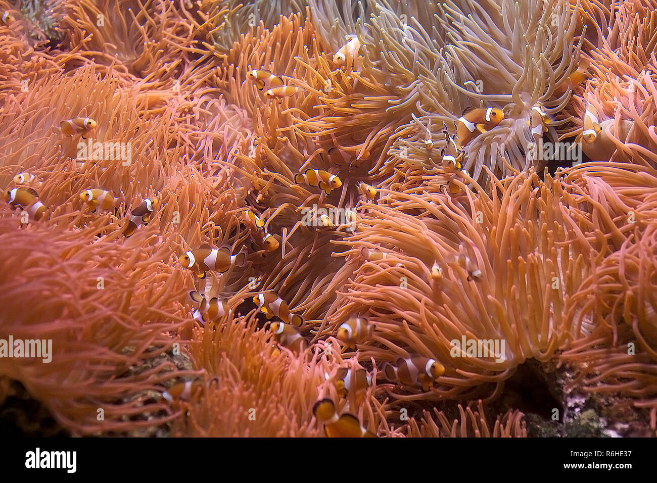 Sebae anemone (Heteractis crispa) and ocellaris clownfish (Amphiprion ocellaris) Stock Photo