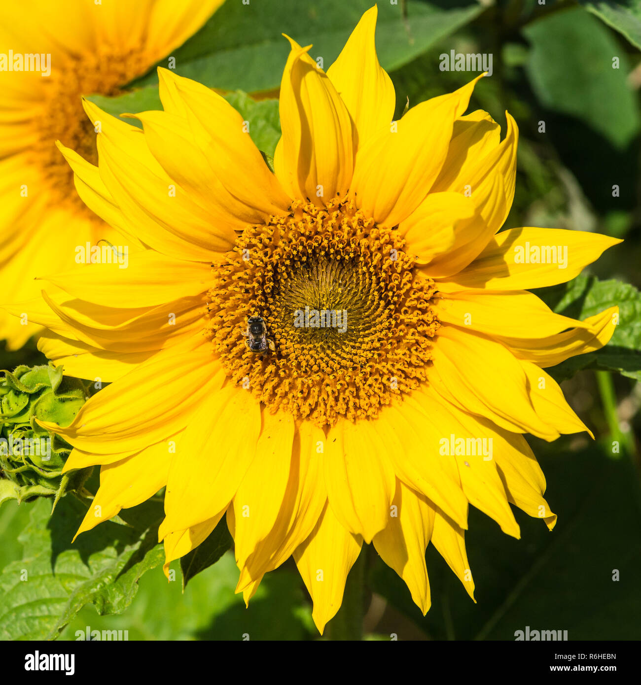 A macro shot of a bee collecting pollen from a dwarf sunflower. Stock Photo