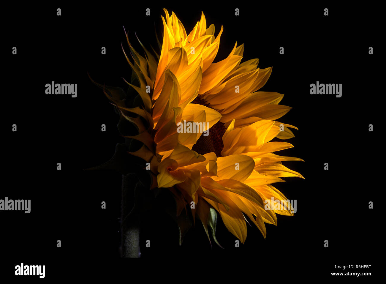 sunflower macro details Stock Photo