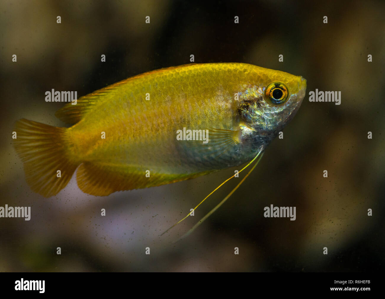 A macro shot of a gold honey gourami tropical fish. Stock Photo