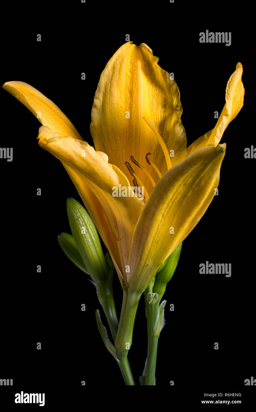 yellow lily closeup Stock Photo