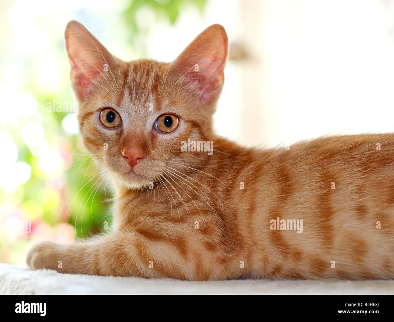 European Shorthair Cat Cub Stock Photo 227807626 Alamy