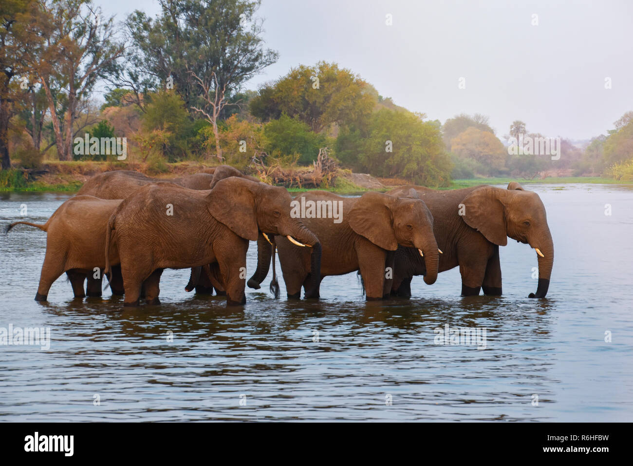 herd of elephants walking through river Stock Photo