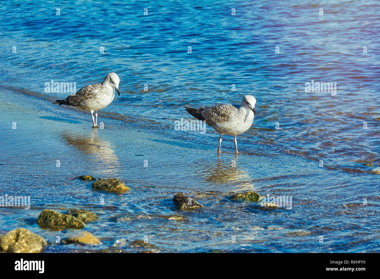 Subadult European Herring Gulls Stock Photo