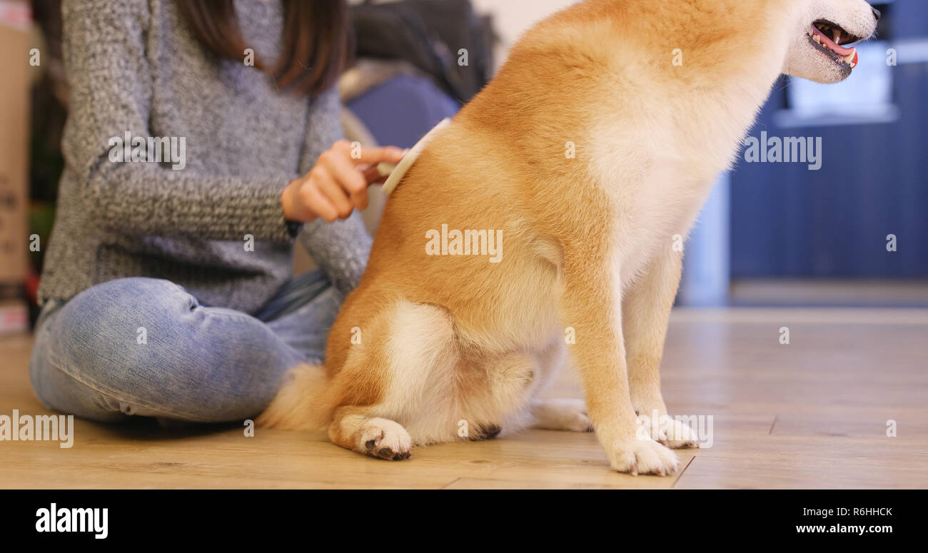 shiba hair