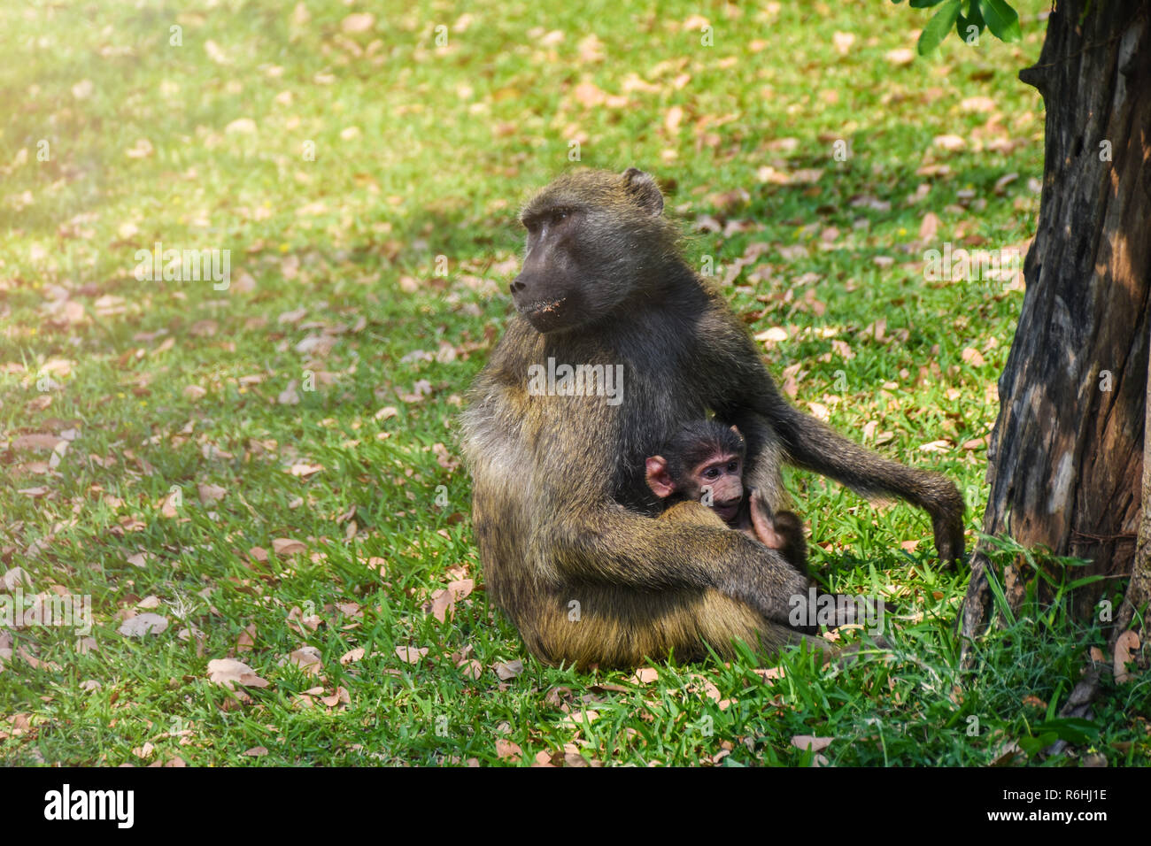 adult baboon and baby resting on ground Stock Photo