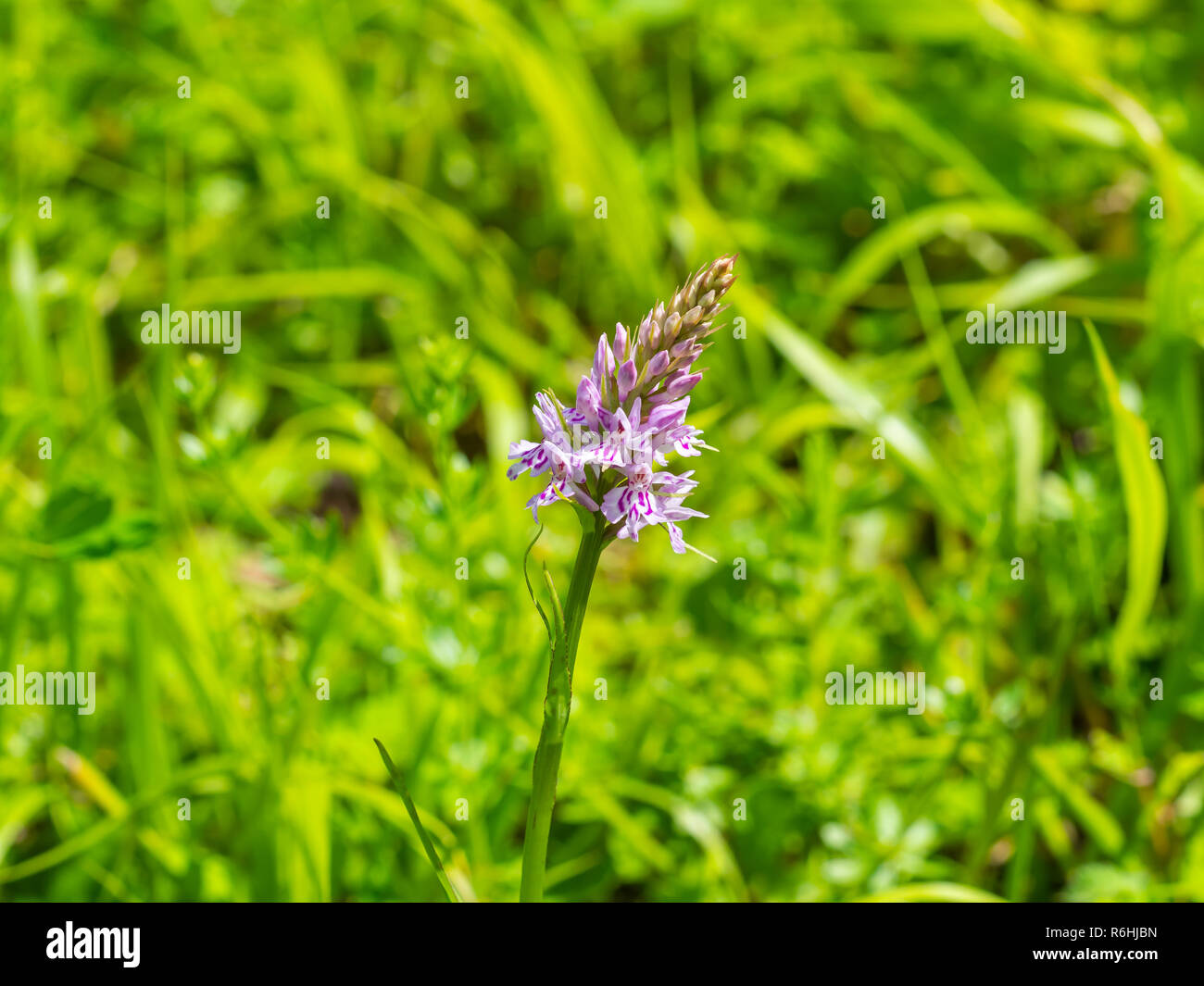 Common spotted orchid flower ( Dactylorhiza fuchsii ) Stock Photo