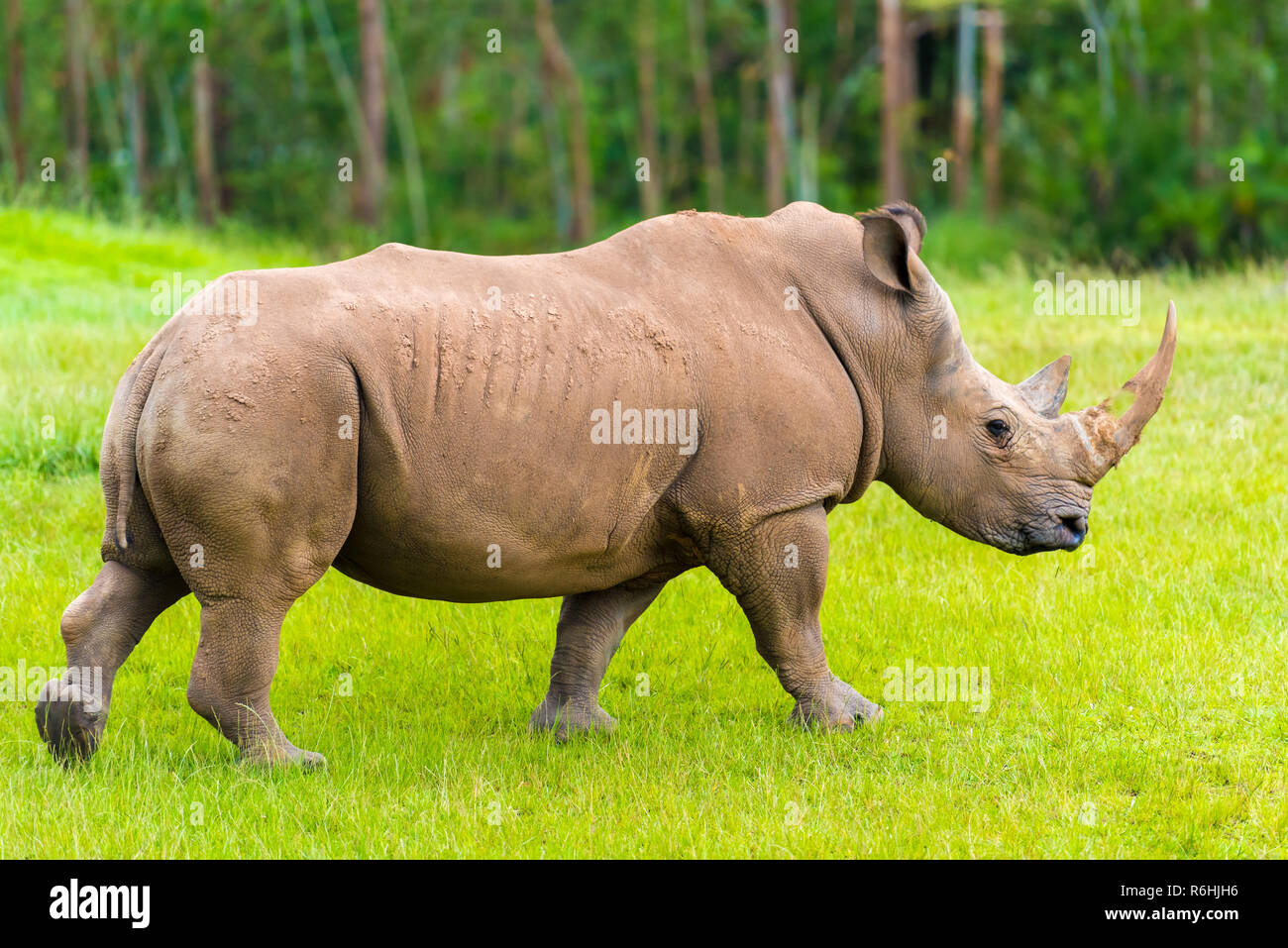 Portrait of Southern white rhino, endangered African native animal