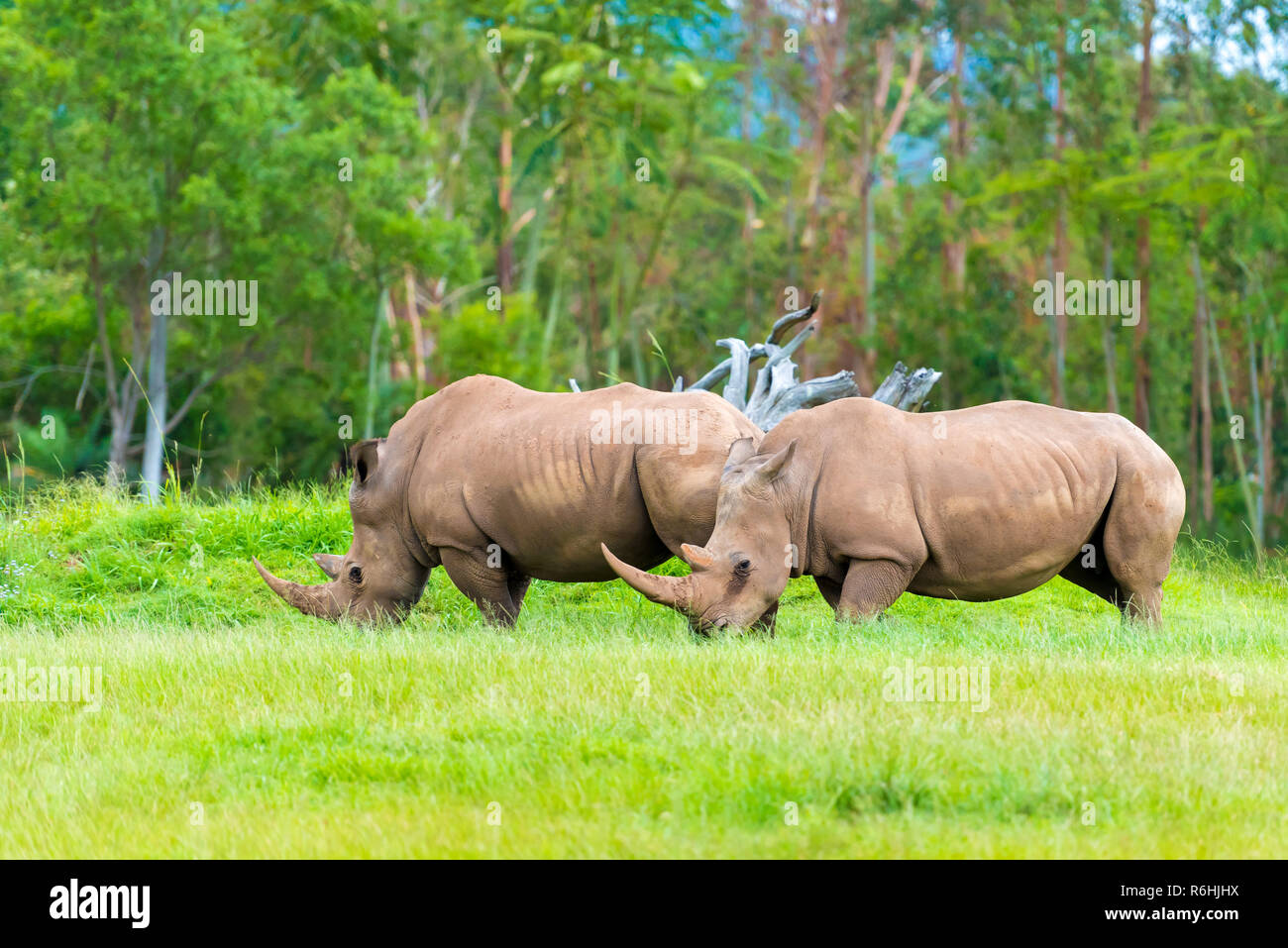 Southern white rhinoceros, endangered African native animals Stock