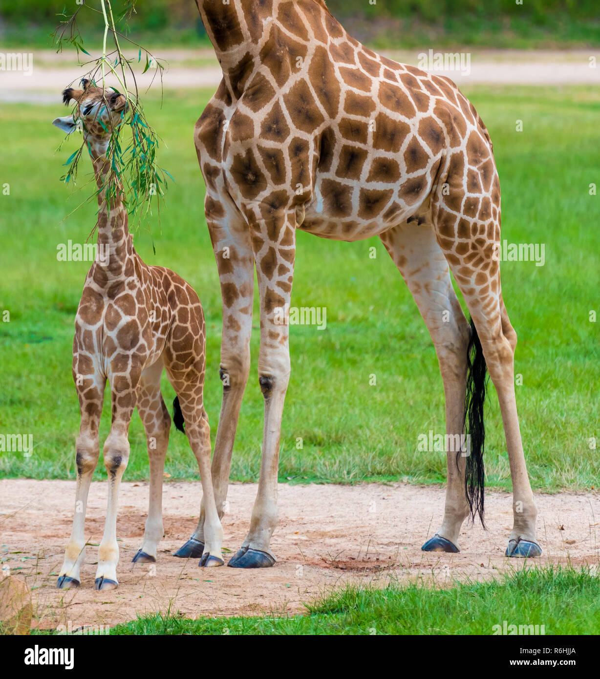Young baby giraffe with its mother, African native animals Stock Photo