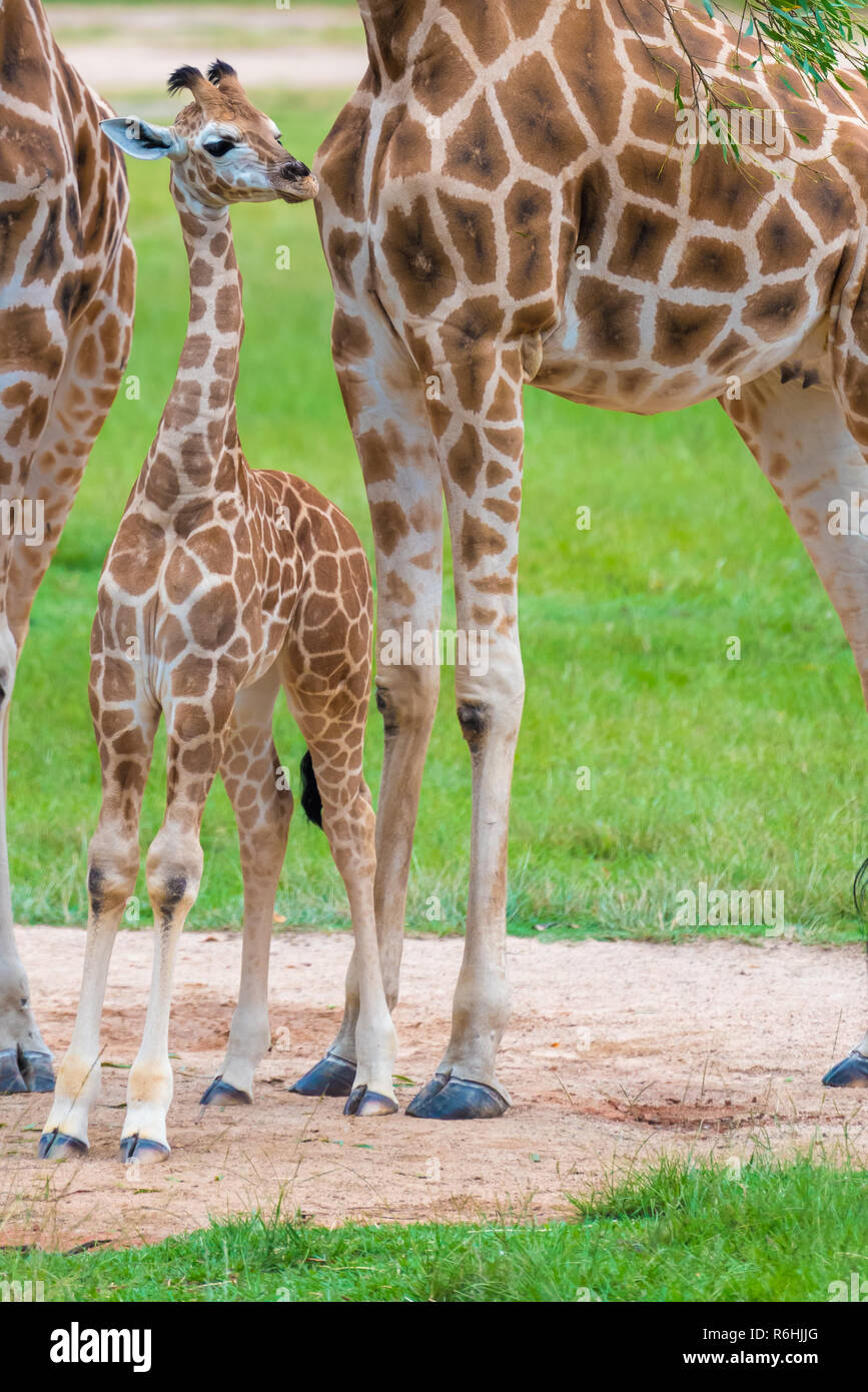 young-baby-giraffe-with-its-mother-african-native-animals-stock-photo