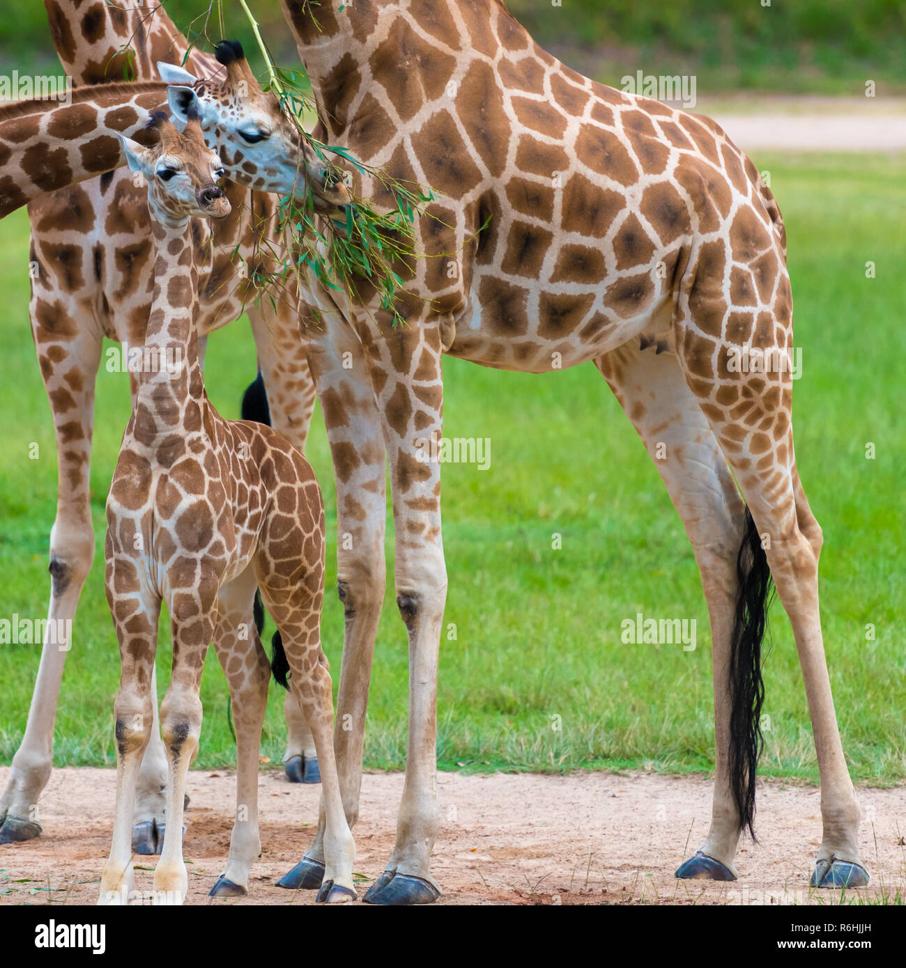 Young baby giraffe with its mother, African native animals Stock Photo