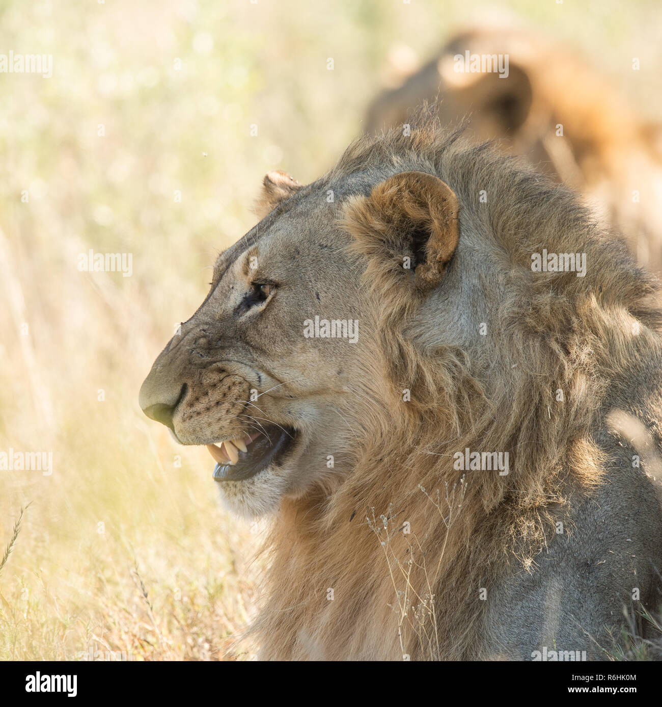 Lion king close up hi-res stock photography and images - Alamy