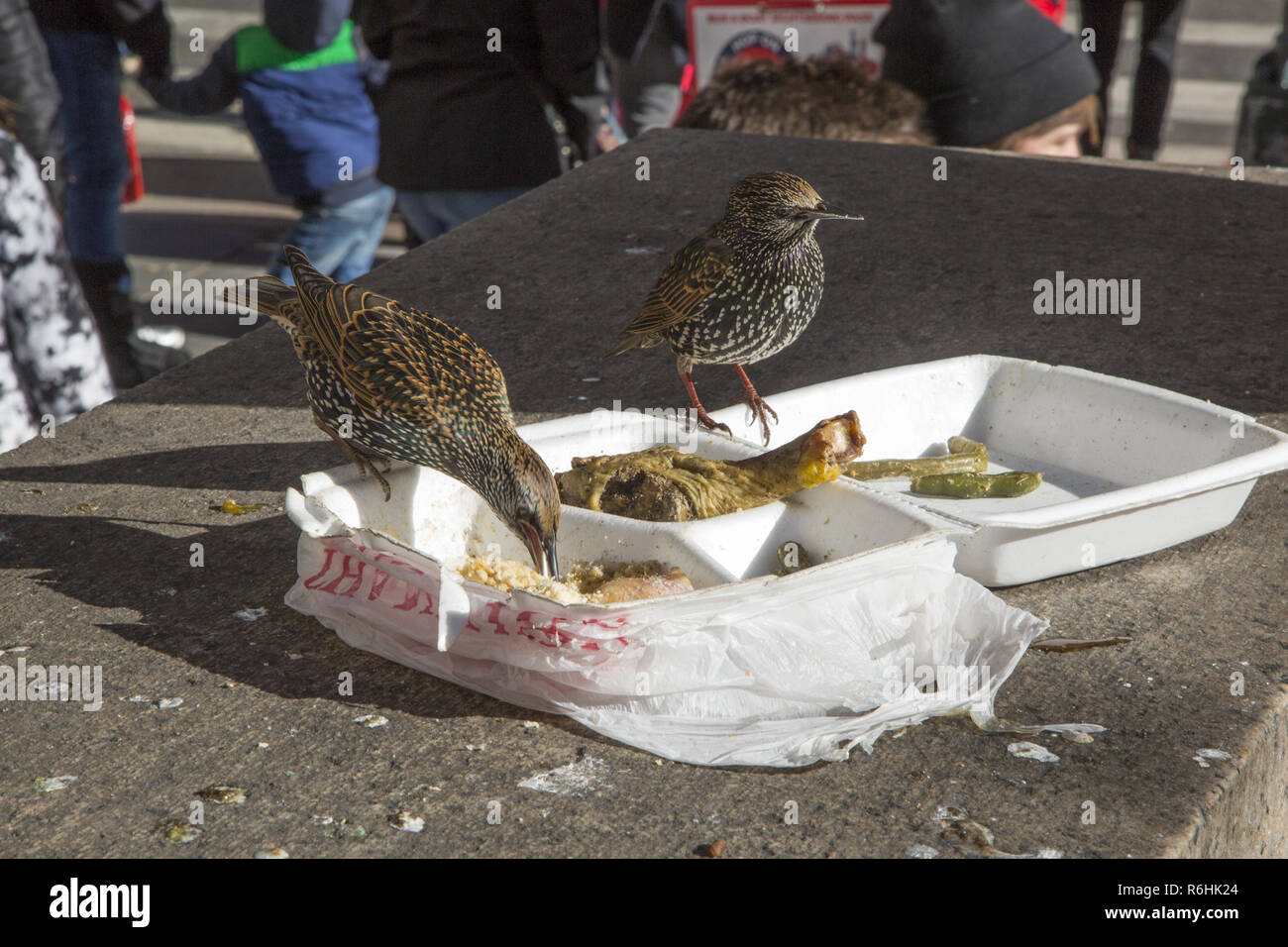 A couple of Starlings get a free lunch on the plaza at the NY Public Library at 5th Avenue and