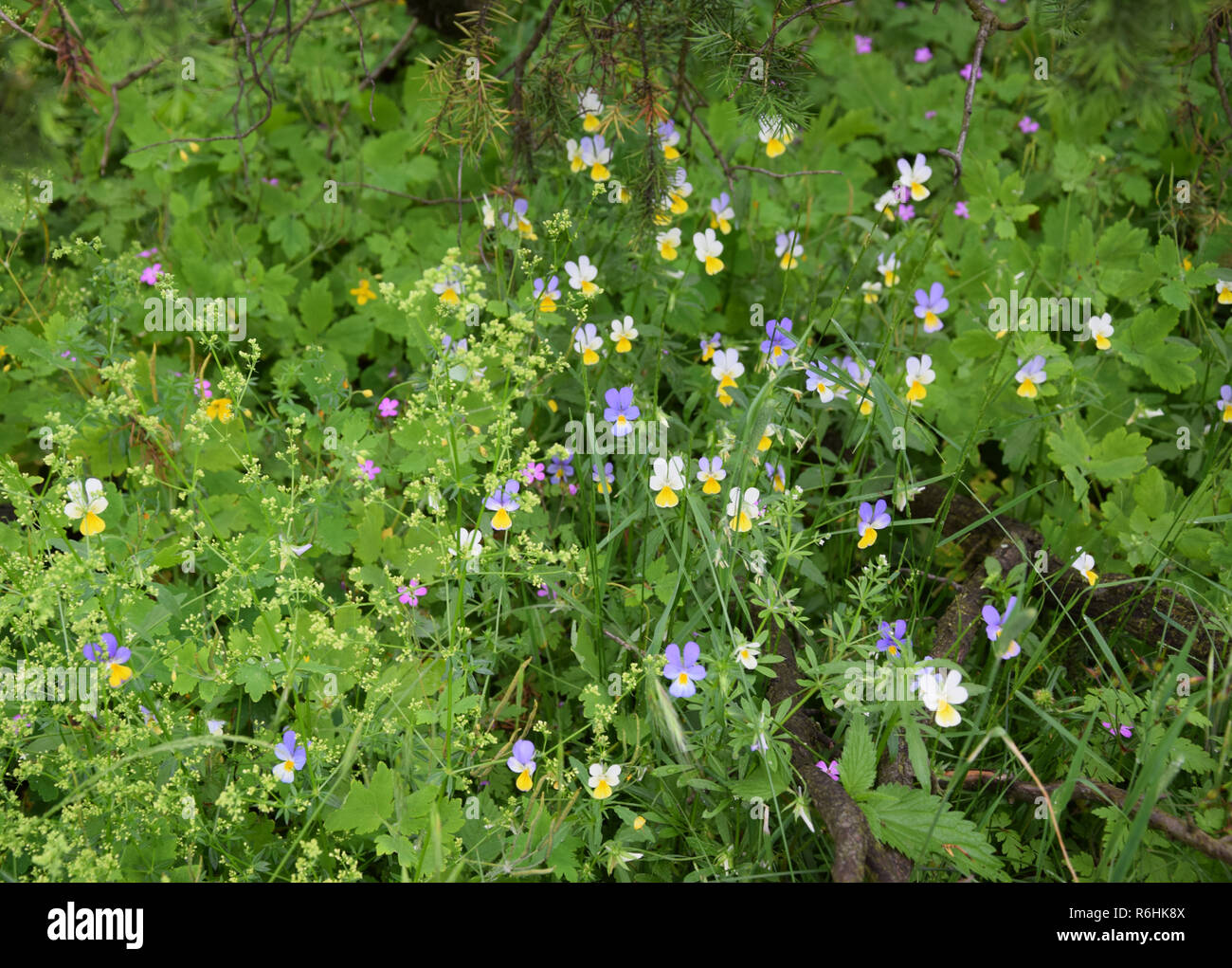 Purple white and yellow flower hi-res stock photography and images - Alamy