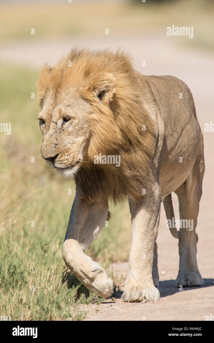 African lion male walking hi-res stock photography and images - Alamy