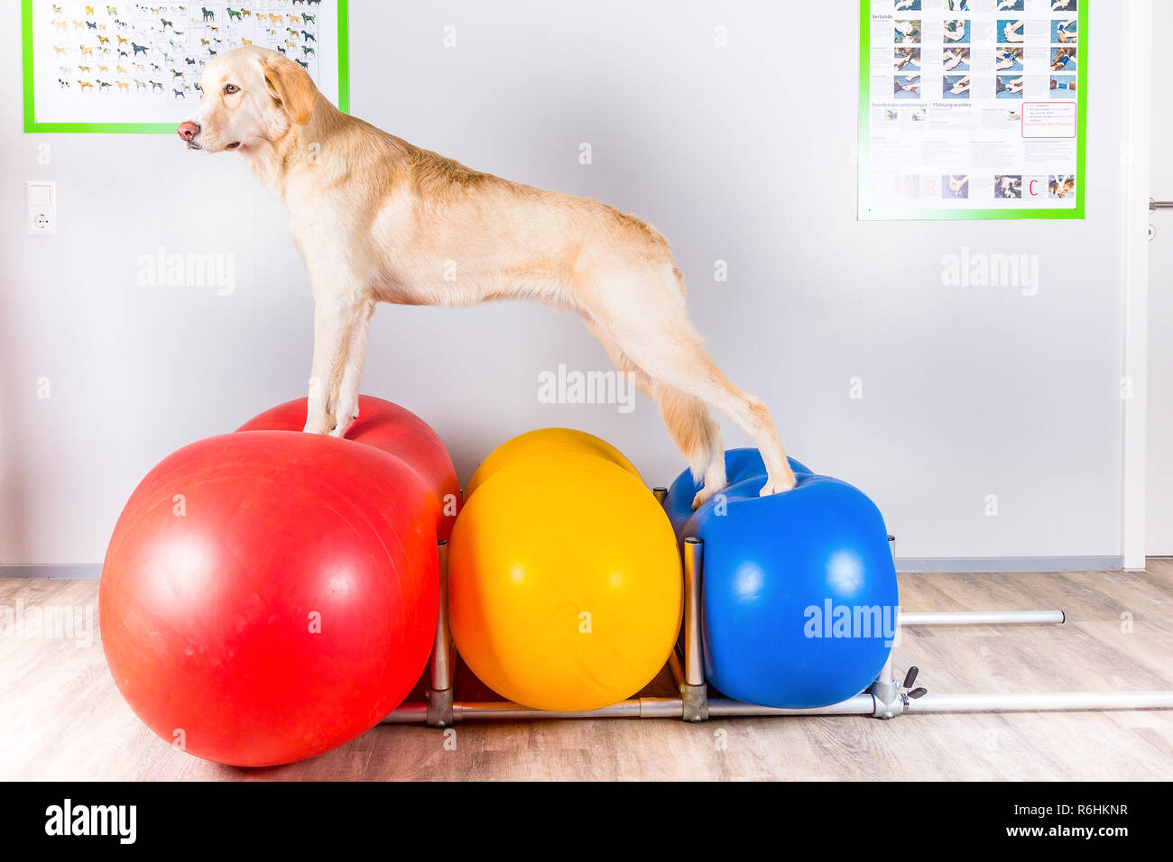 Weisser Hund bei DehnÃ¼bung Stock Photo - Alamy