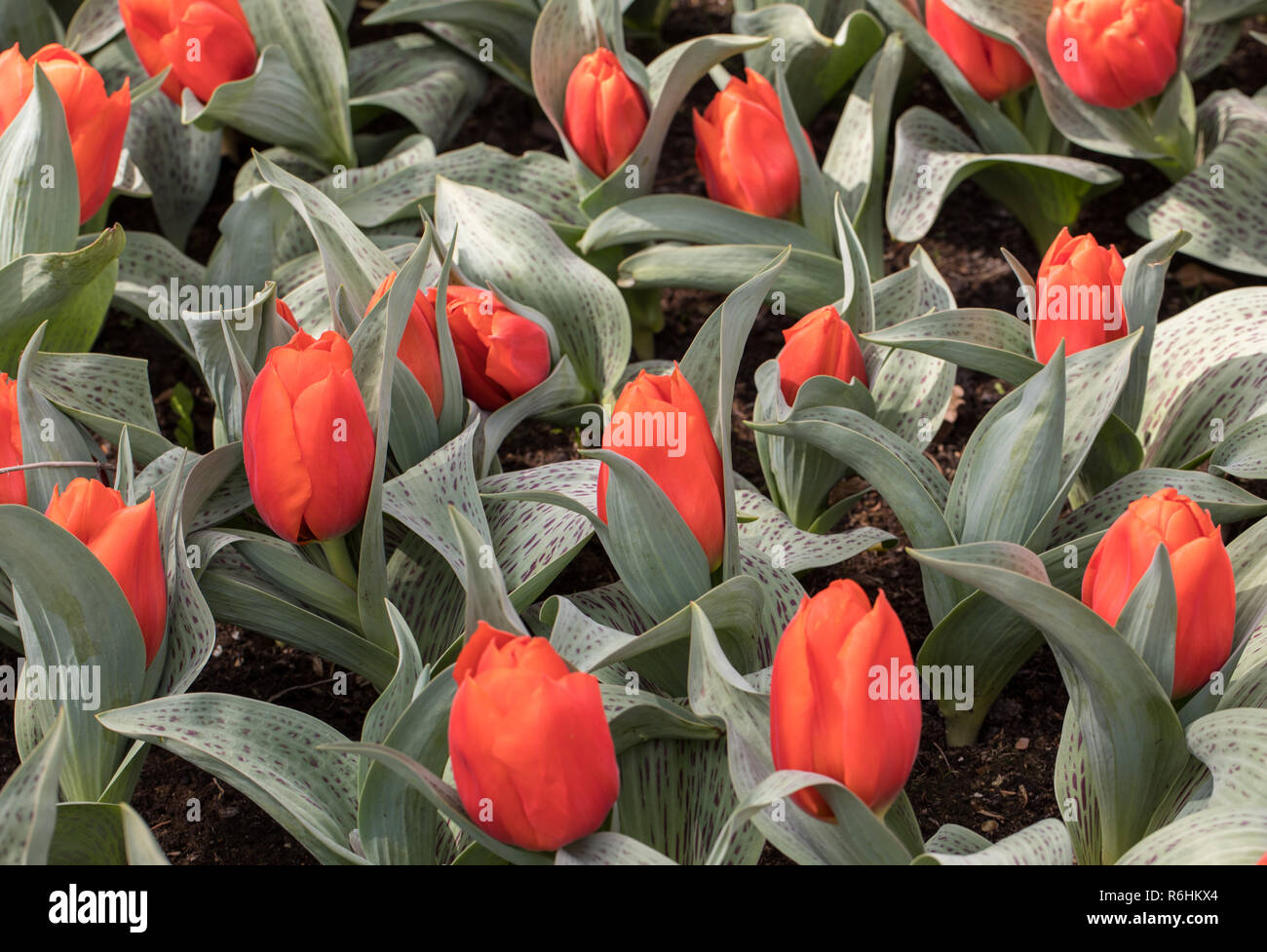 red tulips flowers blooming in a garden Stock Photo - Alamy