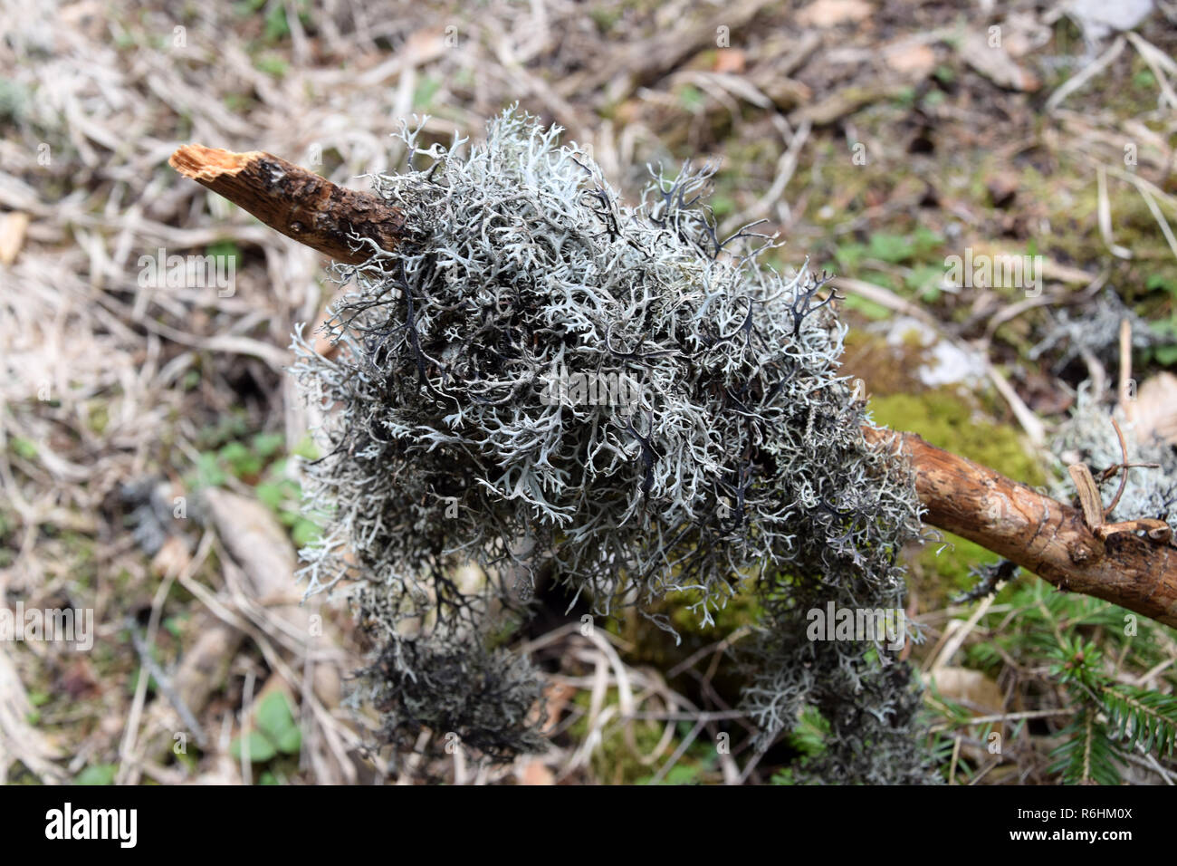 Foliar lichens on tree branch. Mountains lichens. Stock Photo