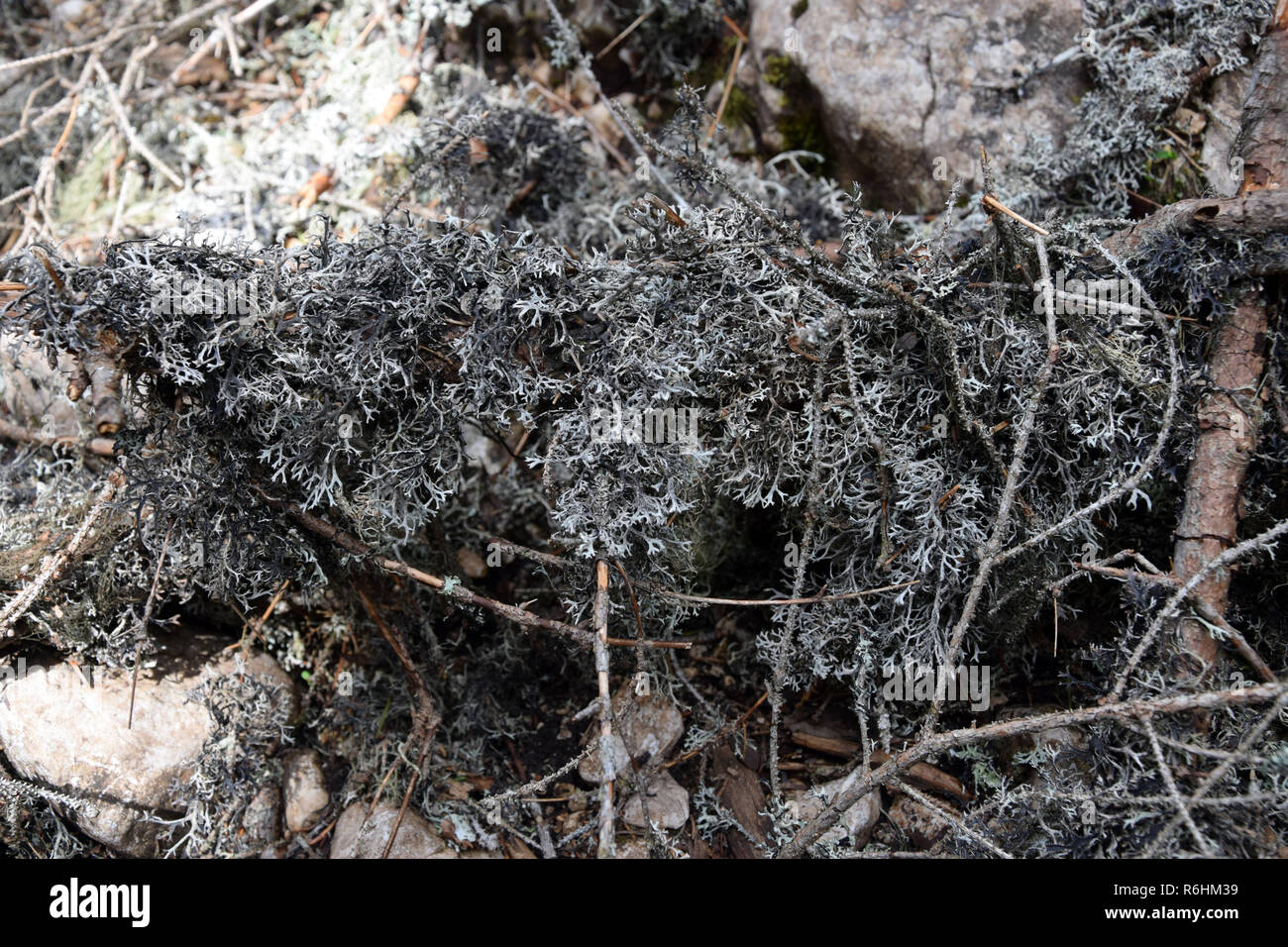 Foliar lichens on tree branch. Mountains lichens. Stock Photo