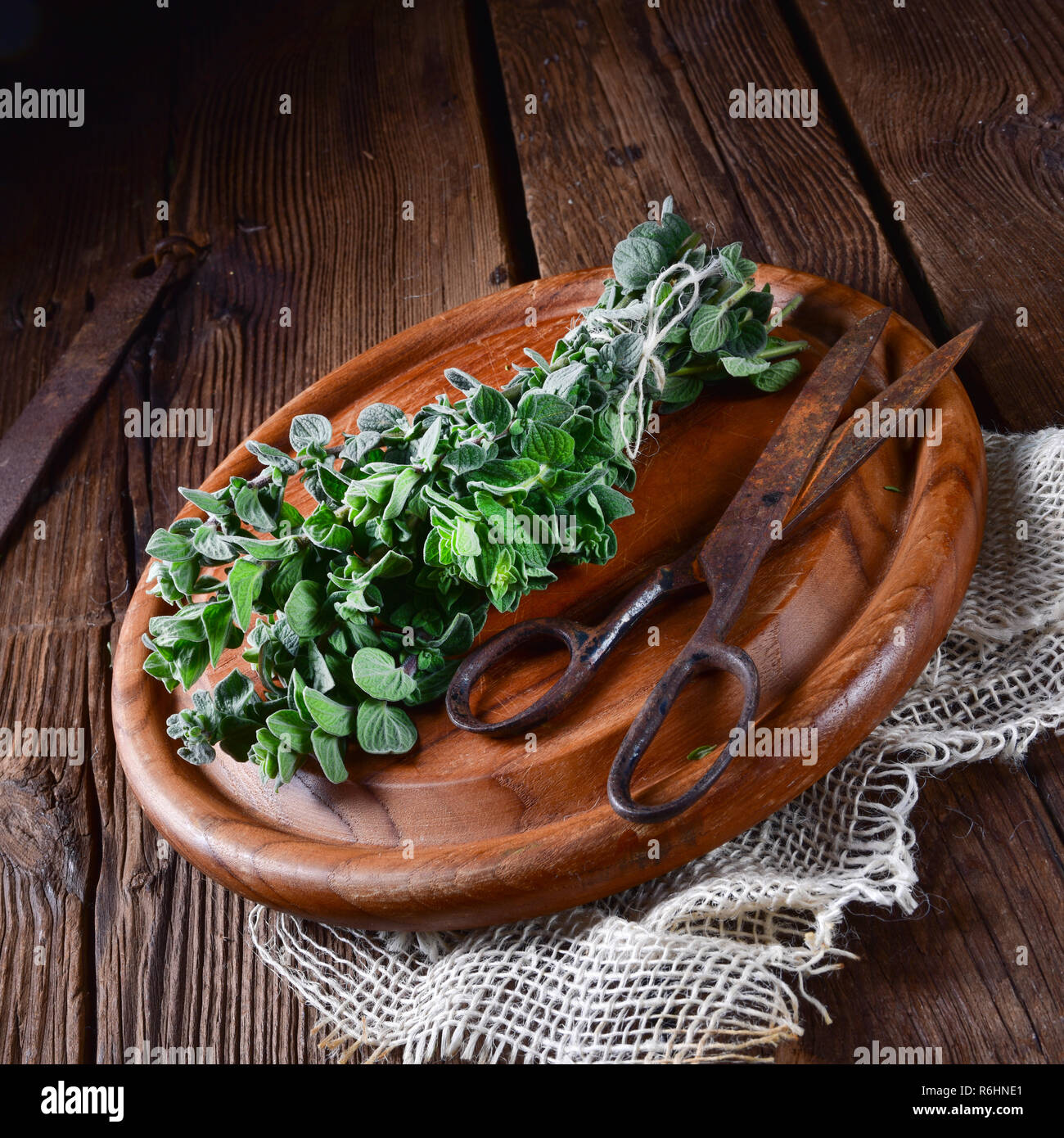 aromatic oregano (origanum vulgare) Stock Photo