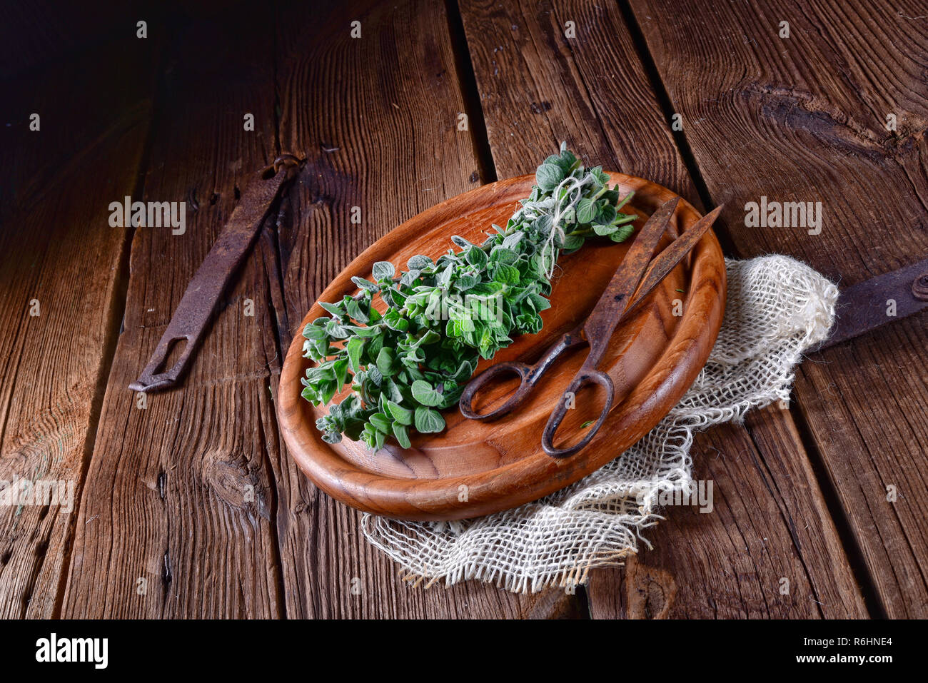 aromatic oregano (origanum vulgare) Stock Photo