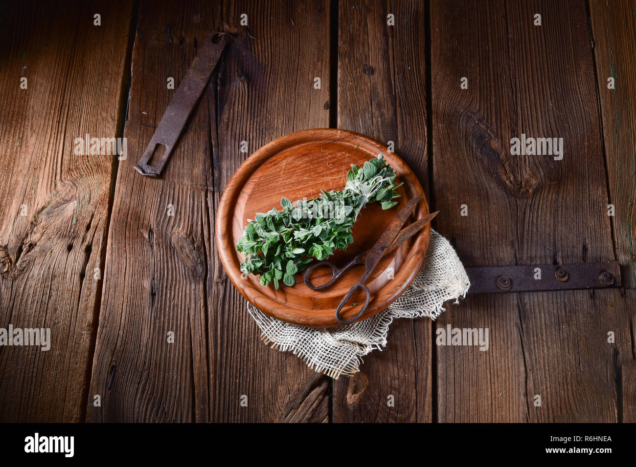 aromatic oregano (origanum vulgare) Stock Photo