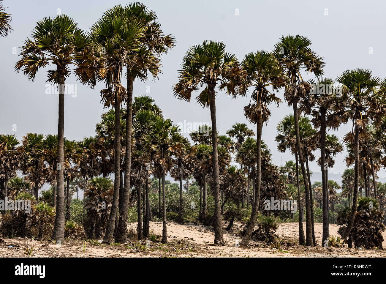 Green palm trees grow out of the red sand on the background of the blue