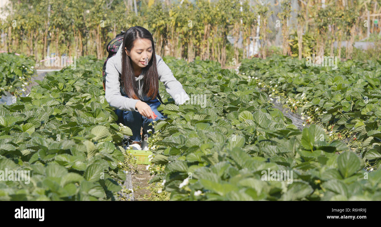 Woman picking strawberry in the field Stock Photo - Alamy