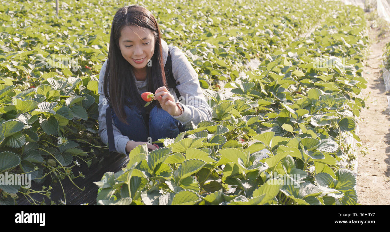 Asian Woman picking strawberry in the field Stock Photo - Alamy