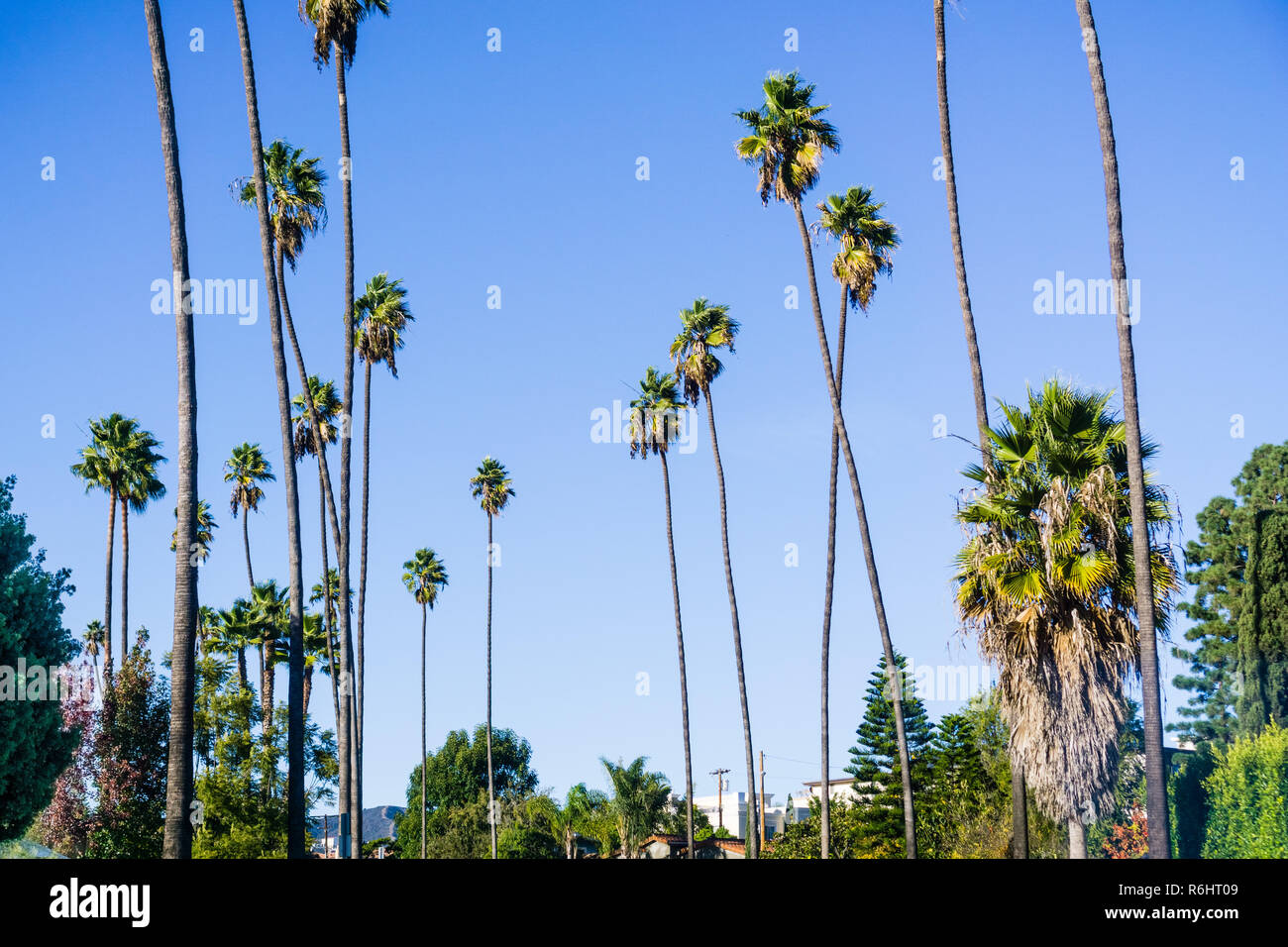 Tall palm trees growing in West Los Angeles, California Stock Photo Alamy