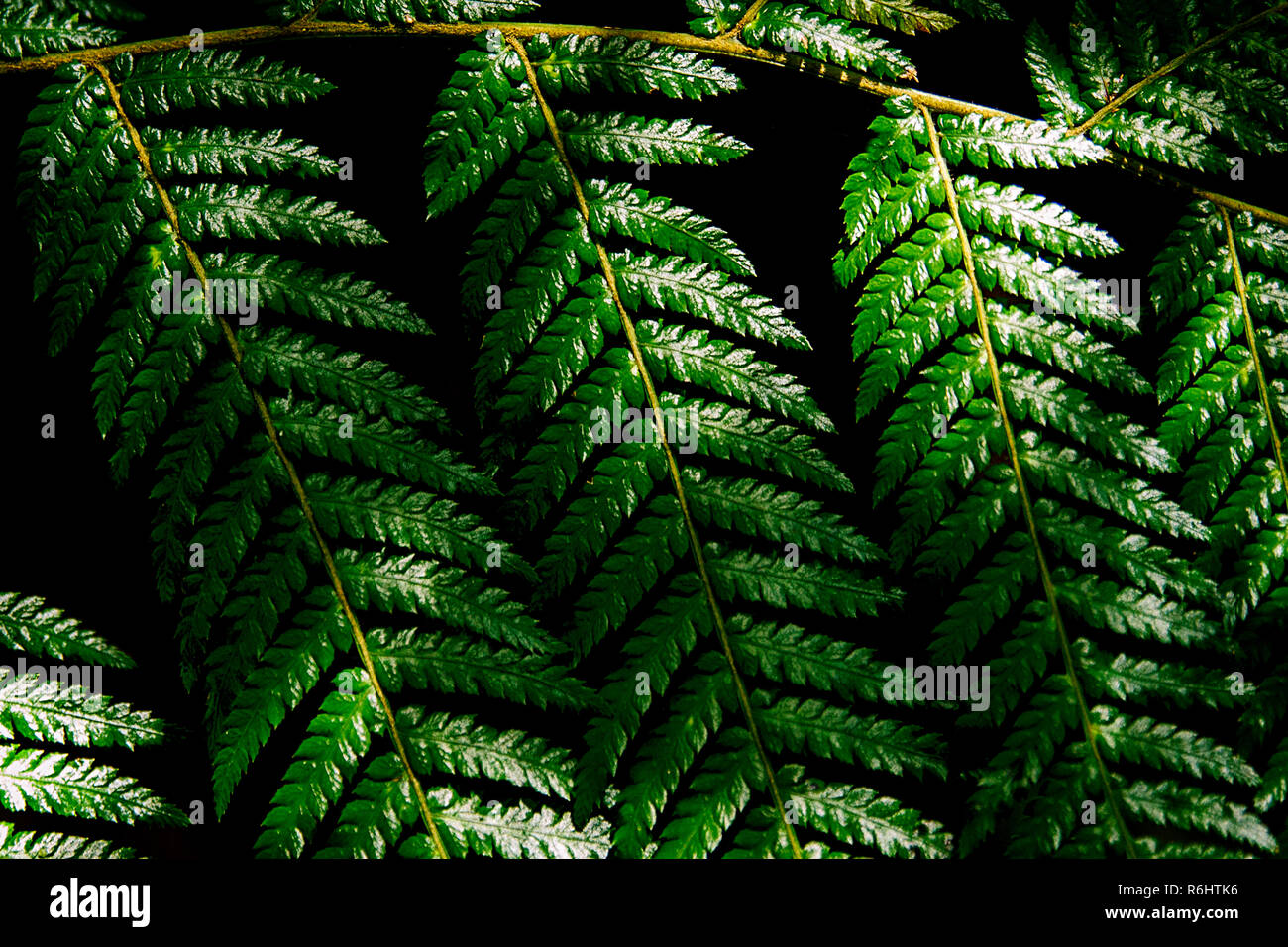 fern bud in forest II Stock Photo